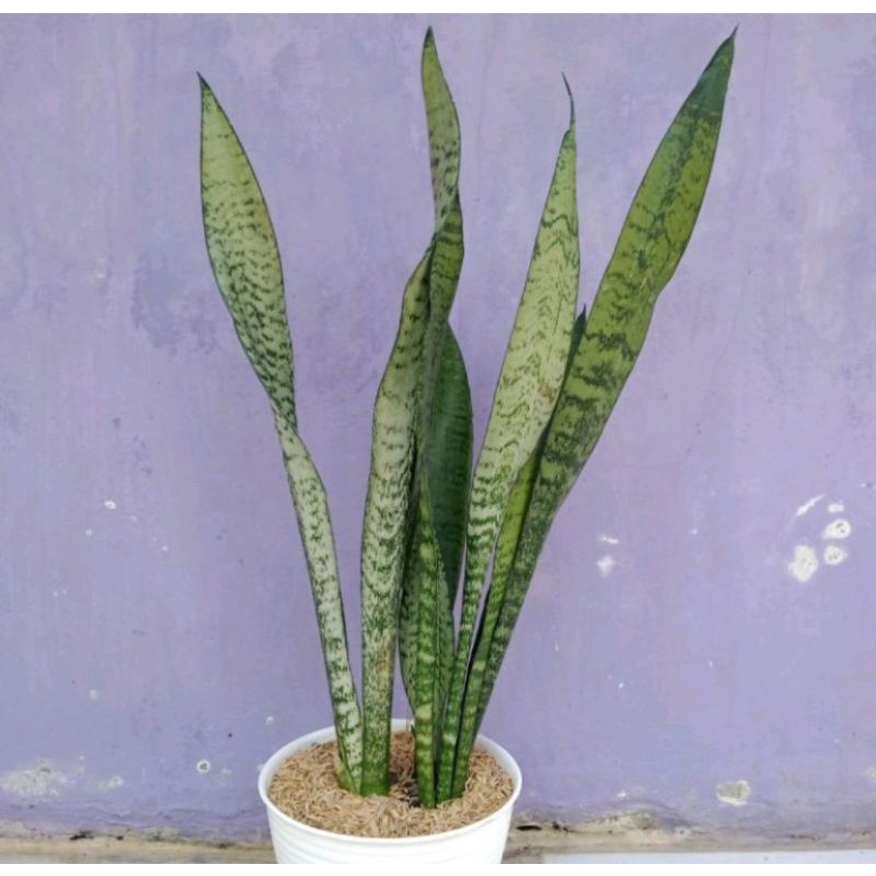 Tanaman hias lidah mertua hijau co ,