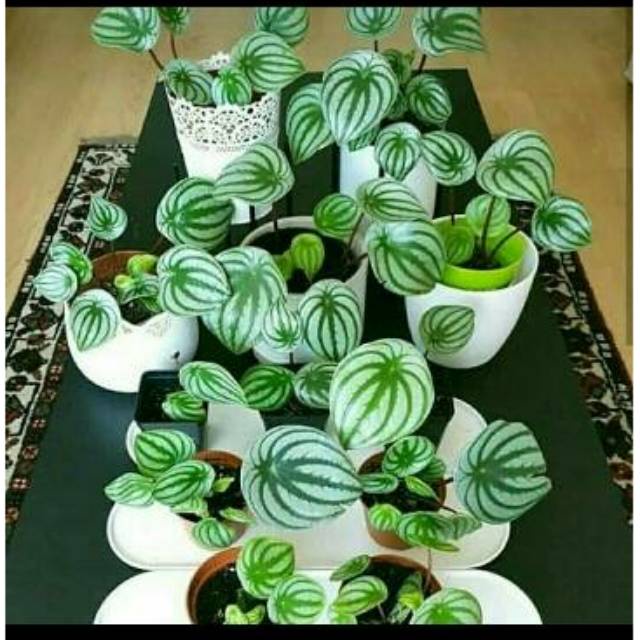 tanaman hias peperomia watermelon-peperomia watermelon-peperomia semangka