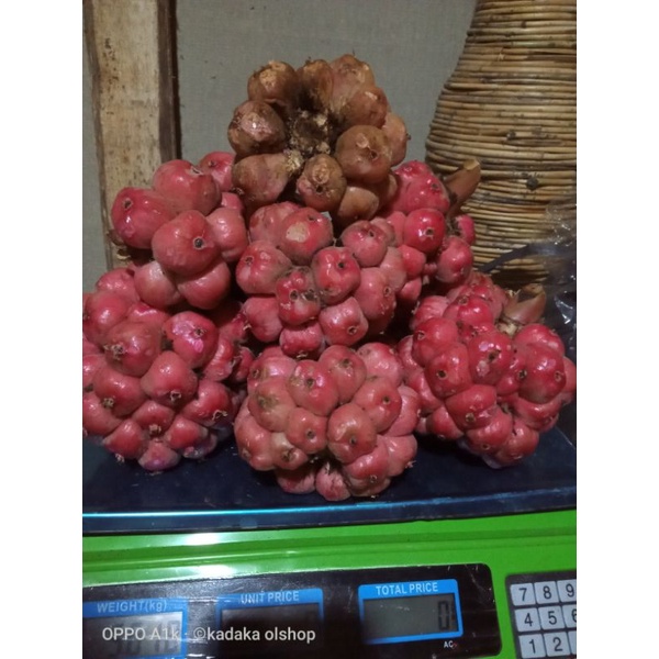

COD 1 kg buah honje segar/asam cekala/asam patikala/buah Kecombrang bumbu masak/penyedap rasa