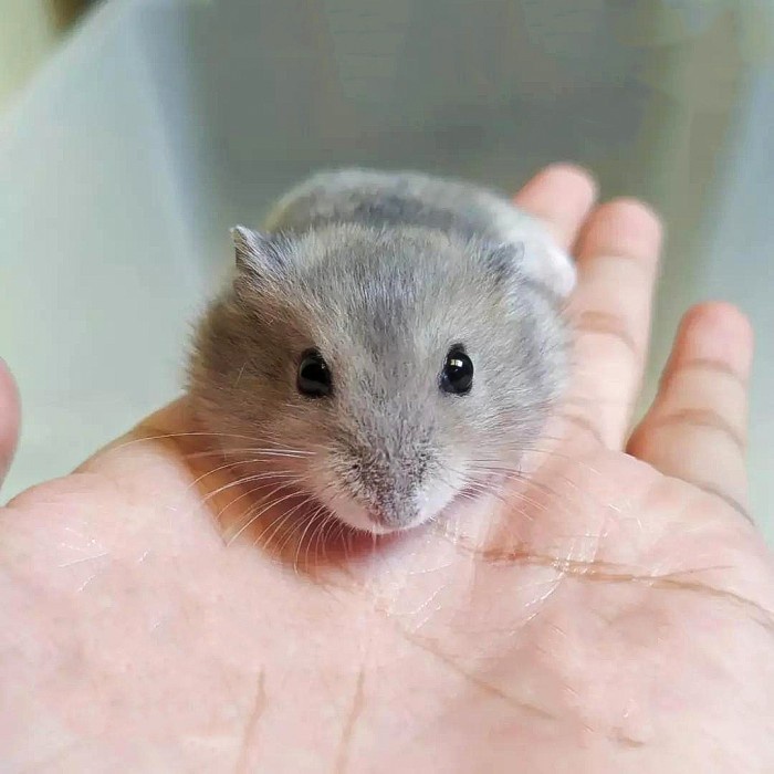 Hamster Winter White Sapphire