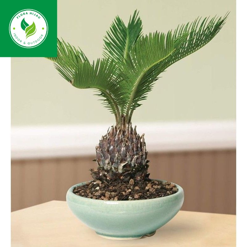 ( BISA COD ) Jenis Pohon Palem Tanaman Hias Pohon Palem Macam2 Tanaman Palem / Palem Sikas - Palm Ko