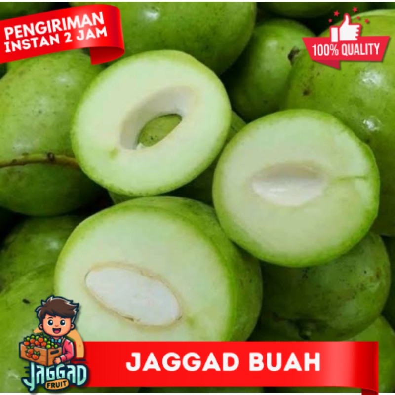 

Mangga Telur/ Mangga Donat Viral/ Mangga Rujak 1 kg JAGGAD FRUIT