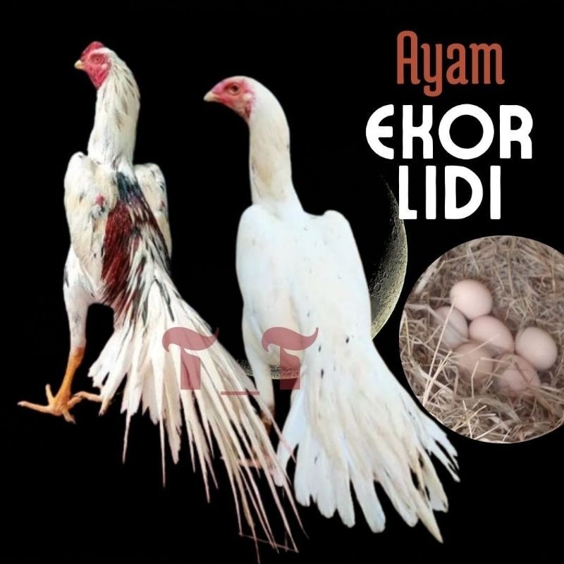 

telur ayam ekor lidi asli original bisa untuk di tetaskan