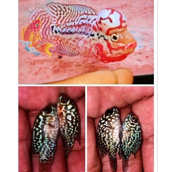 Promo King Kamfa F2 Red Louhan/Lohan Burayak Marking Panjang Sortiran Calon Jenong perlengkapan