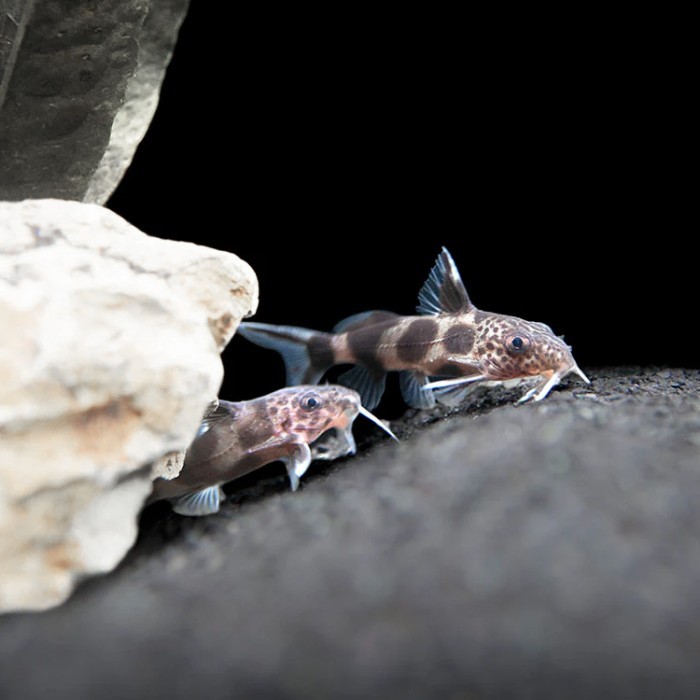 Synodontis Valentiana / Catfish / Synodontis Decorus x S Multipunctata