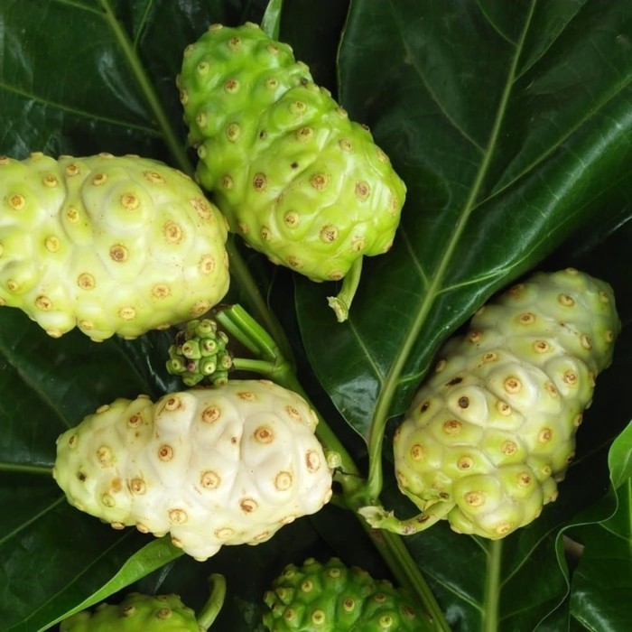 

buah mengkudu / pace 500 gram fresh