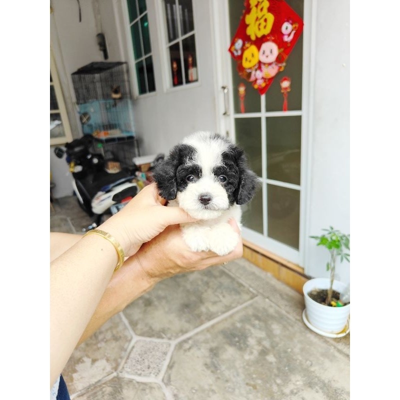 party poodle belang sapi rare colour corak simetris sertifikat stb resmi, chip, vaksin podel podle p