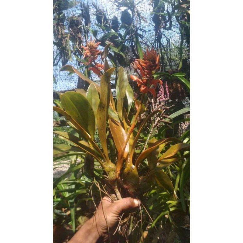 Promo Anggrek spesies Eria Ornata spesies