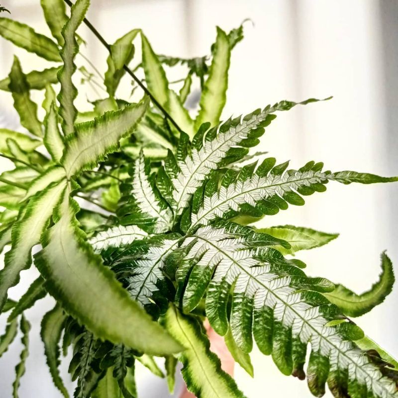 Tanaman Hias Pakis Kelabang Putih / pakis paku silver / Pteris argyraea gunung salak / Pteris Cretic