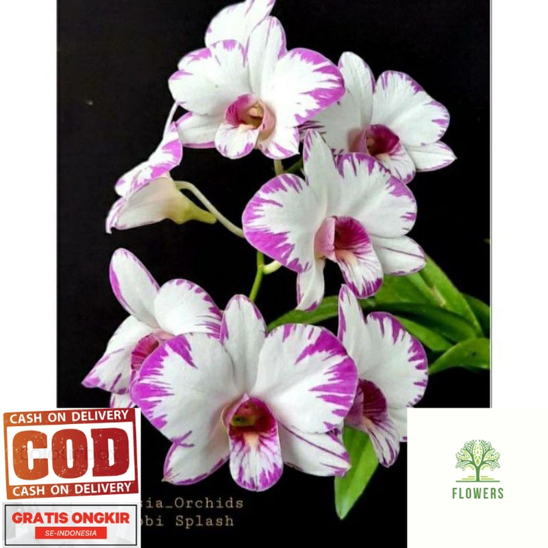 ANGGREK DENDRO ENOBI SPLASH DEWASA (JENIS  TANAMAN MINI) (BISA COD)