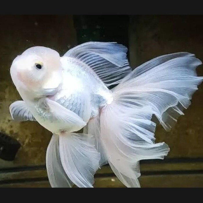 singletank  koki oranda snow white maskoki gold fish goldfish - 6-8 cm