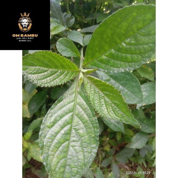 

promo daun keji beling/pecah beling/ki beling