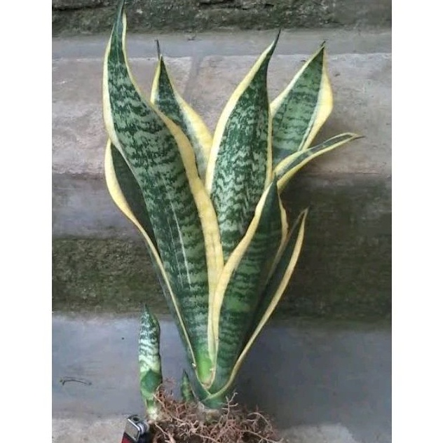 sansivera futura superba