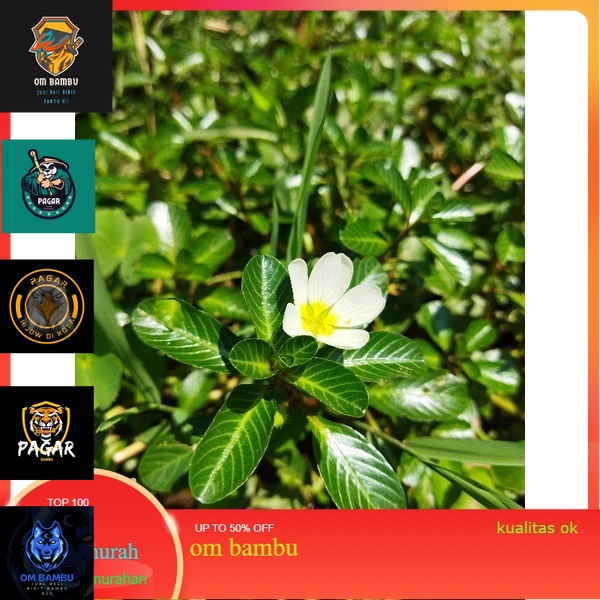 

Daun tapak dara segar 300GRAM promo 10 10