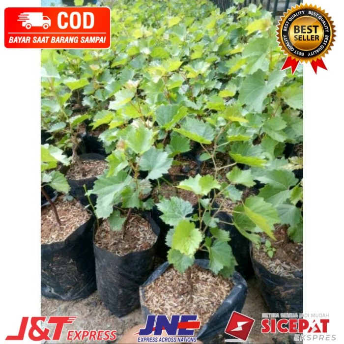 Bibit tanaman buah anggur moondrop
