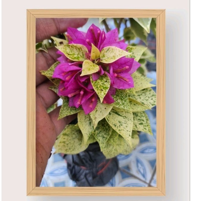 bibit ori bugenvil jewel 21