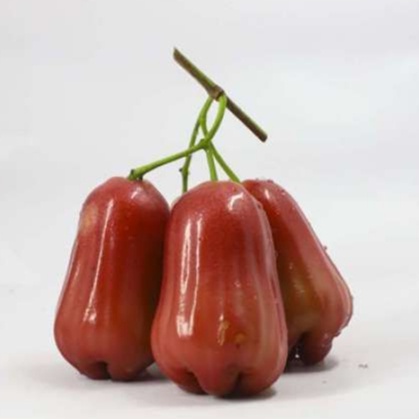 Buah Jambu AIR All Varian 500gram Bol Madu Manis Fresh Hijau Merah Original Fresh Premium
