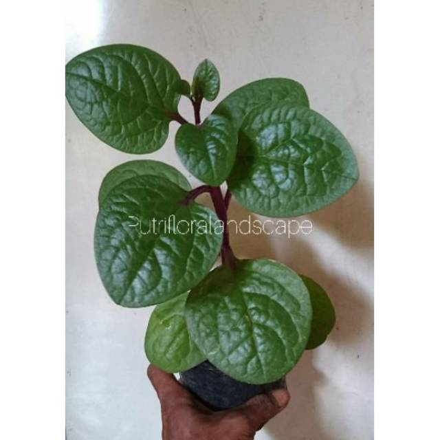 Tanaman herbal binahong merah - bibit binahong merah - binahong merah