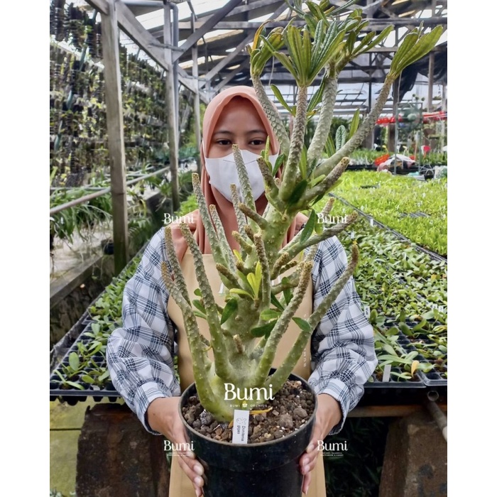 BUMI ORCHIDS Dorstenia gigas - Aroid Gurun Kaktus Succulent Cactus