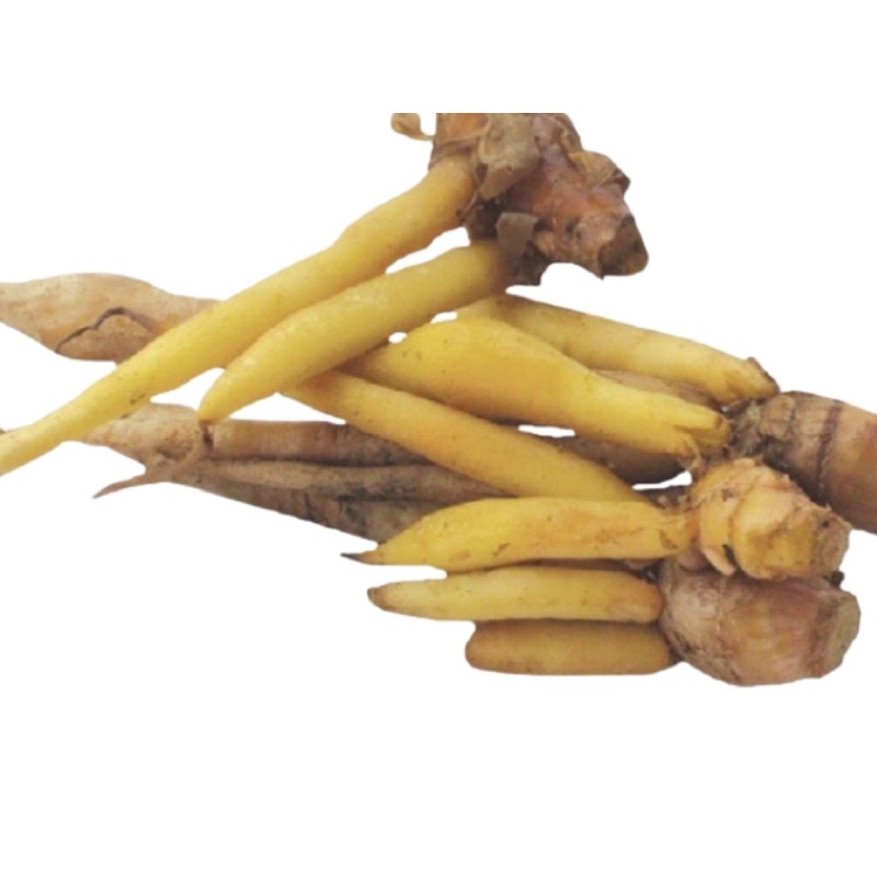 

Temu kunci 100gr rempah TS