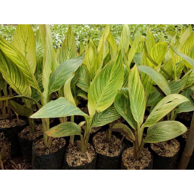 TERMURAH tanaman hias pisang Kana - pisang Kana - pisang Pisangan - Heliconia - pisang Kana variegat