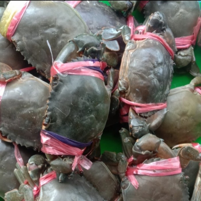 

Kepiting Hidup Segar isi 5-8ekor 1kg
