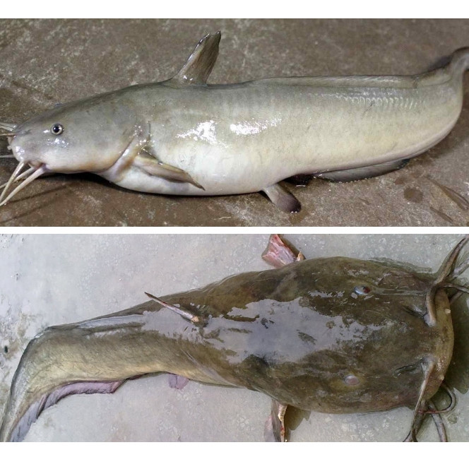 

Ikan Sembilang 1 Kg / Ikan Lele Laut