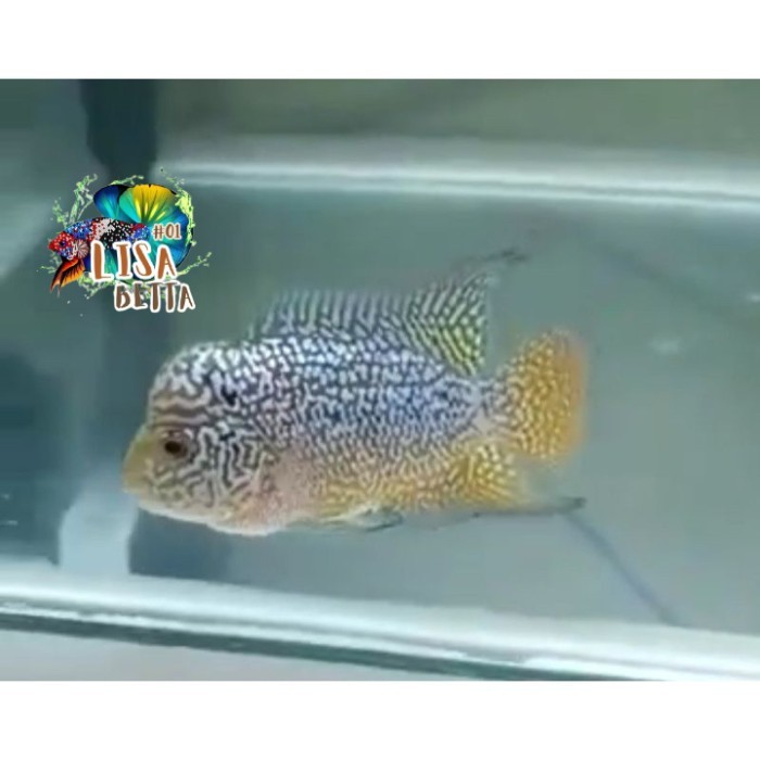 hiasan aquarium ikan louhan lohan kamfa F2 GEN ORI burayak BELI 3 GRATIS 1 6 GRATIS 2 super grade