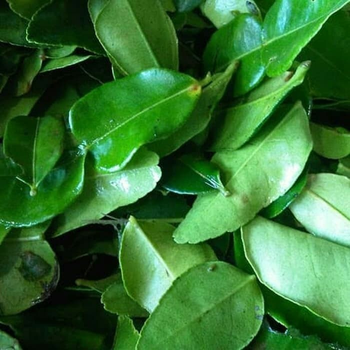 daun jeruk nipis.