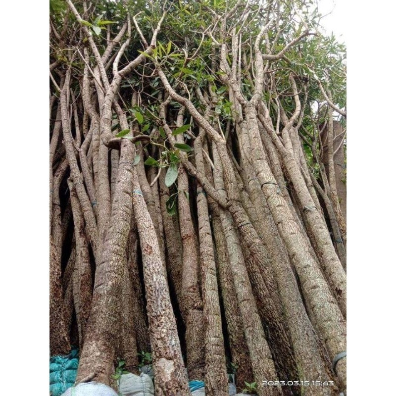 pohon tabebuya super besar tinggi 3-4meter bunga kuning