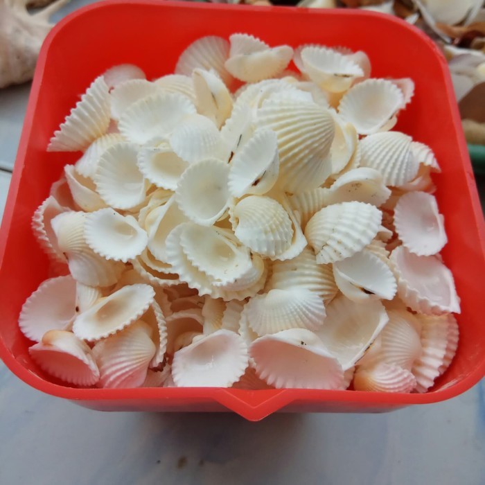 

Aksesoris Kerang Dara / Kerang Putih Untuk Hiasan Dan Kerajinan Tangan