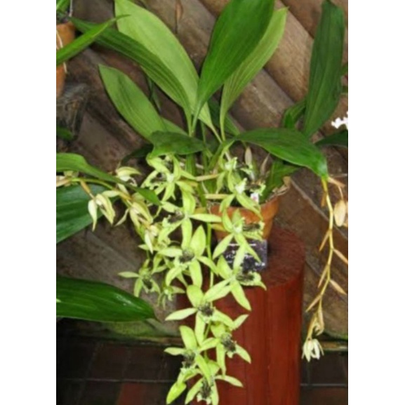 TERMURAH anggrek hitam coelogyne pandurata