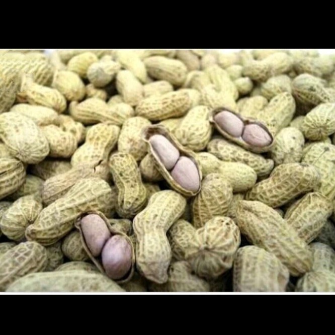 YX50 kacang tanah bibit kacang tanah benih kacang tanah 1kilo