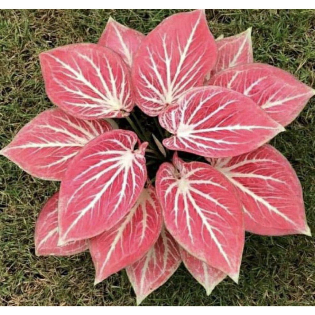 umbi Caladium white Bone / keladi hias hybrid import thailand