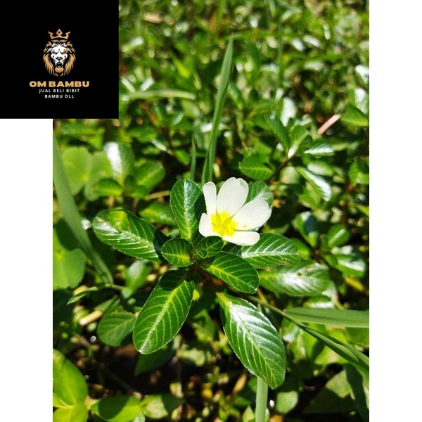 

Daun tapak dara segar 300GRAM promo 12.12