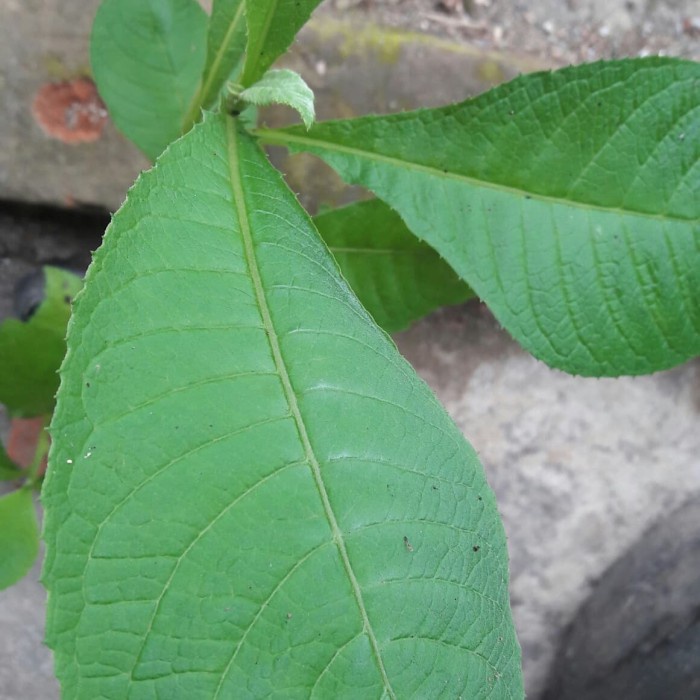 

SS10 - PROMO bibit tanaman herbal sembung