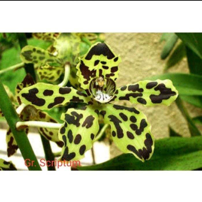 Anggrek pra-remaja grammatophyllum atau anggrek macan remaja