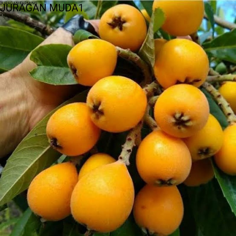 Bibit Buah Leci Kuning / Leci Biwa