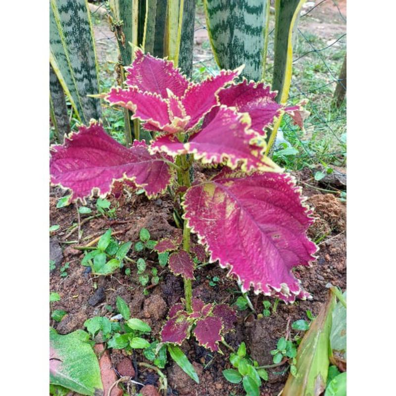 TANAMAN MIANA DAUN BESAR/ JAWER KOTOK 2 WARNA cod r.