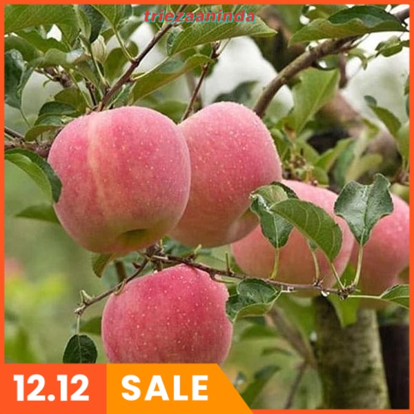 Pupuk Buah Apel Paling Cepat Berbuah, Pupuk Booster Apel Tabulampot