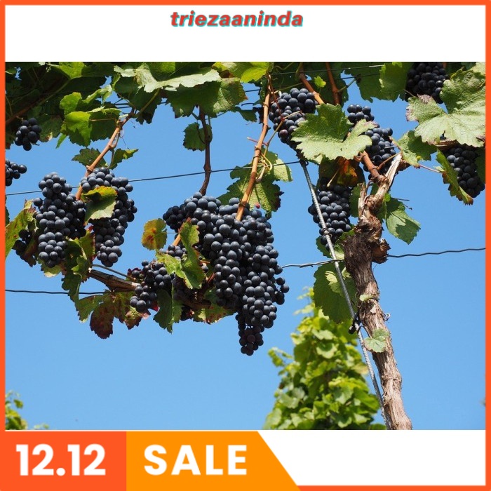 Pupuk Buah Anggur Cepat Berbuah, Pupuk Pertumbuhan Pembuahan Anggur