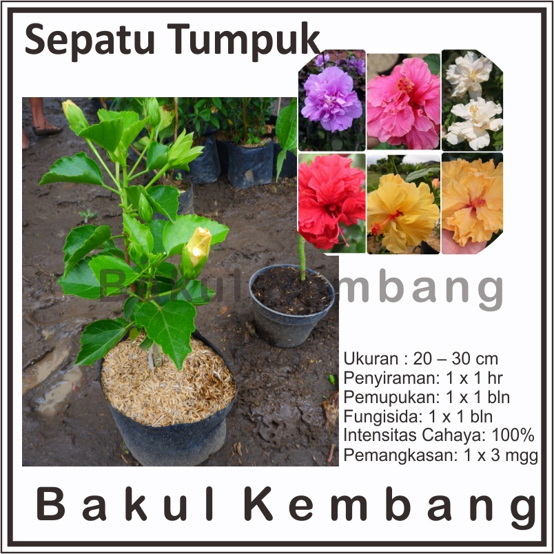 bibit bunga sepatu tumpuk banyak warna - Tanaman Hias Bunga Sepatu Tumpuk - Bunga Sepatu Hibicus Tum