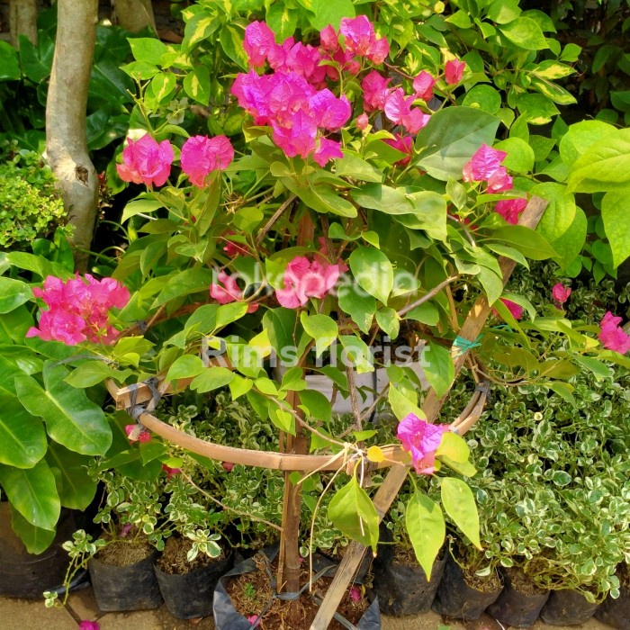 tanaman bougenville besar/tanaman bugenvile/tanaman bunga kertas