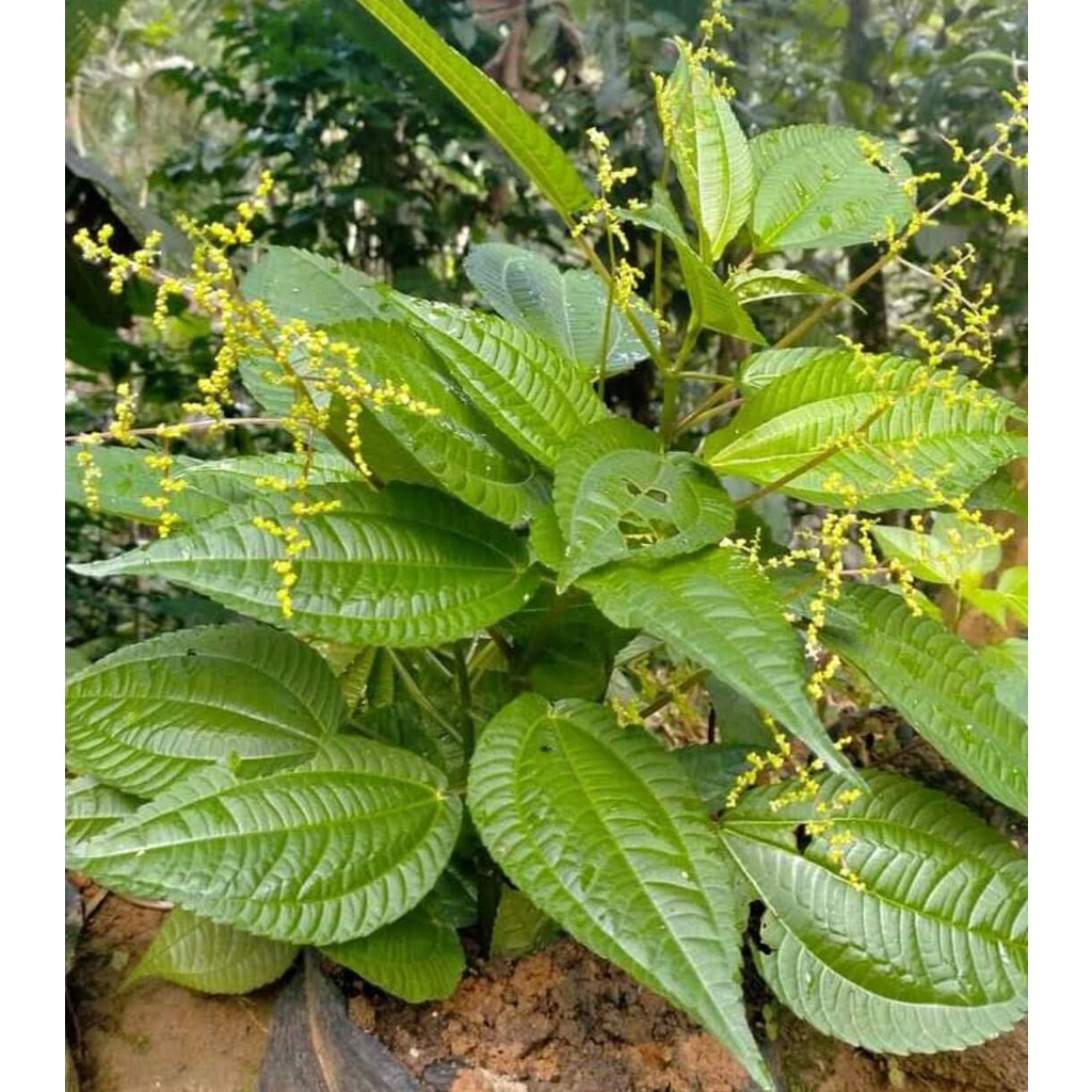 Lalapan pohpohan lalapan daun pohpohan segar 300 gram