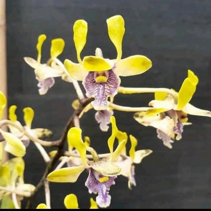 Murah anggrek dendrobium violaceoplavens (besi Papua) dewasa
