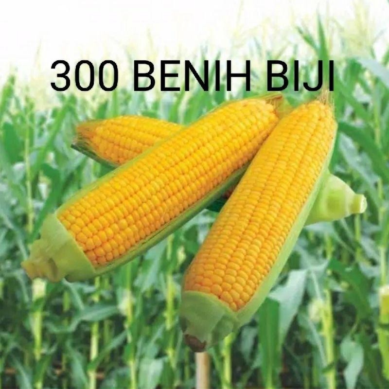 300 BENIH BIJI JAGUNG MANIS MADU