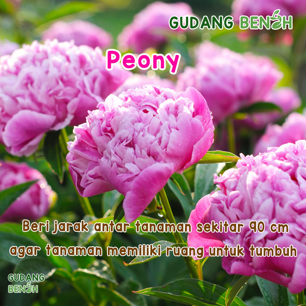 Isi 6 Benih Bibit Tanaman Bunga Peony Cantik Pilihan Terbaik