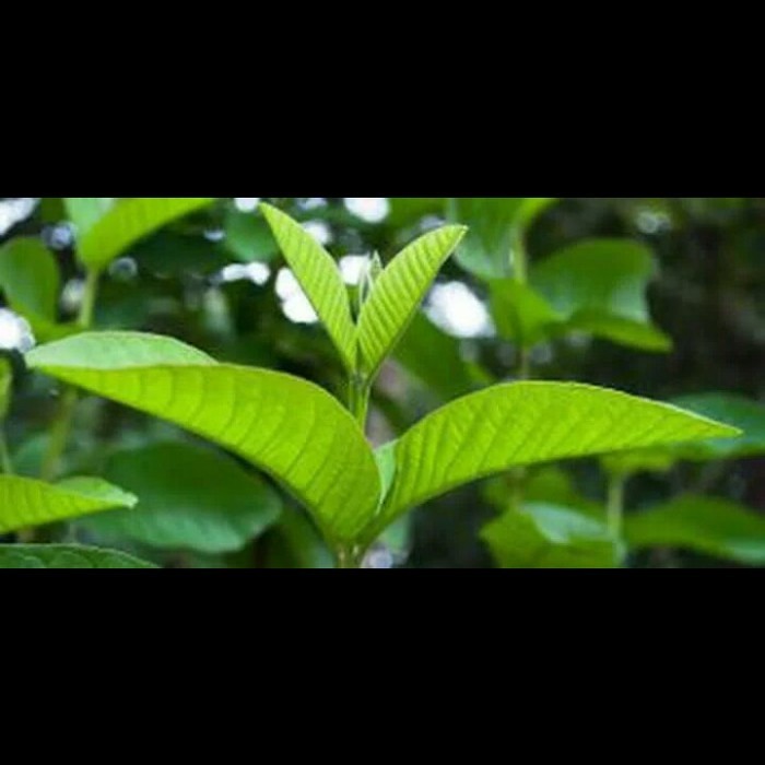 

DAUN JAMBU BIJI SEGAR - DAUN JAMBU ORGANIK 100 lembar