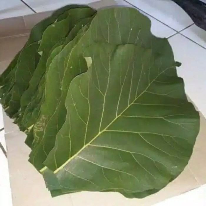 

Daun jati segar - daun jati pembungkus makanan 500 gram