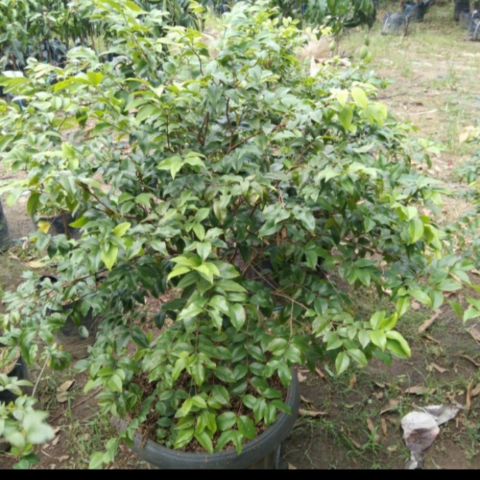 BIBIT TANAMAN BUAH ANGGUR PRECO/ BIBIT ANGGUR POHON PRECO BATANG BESAR